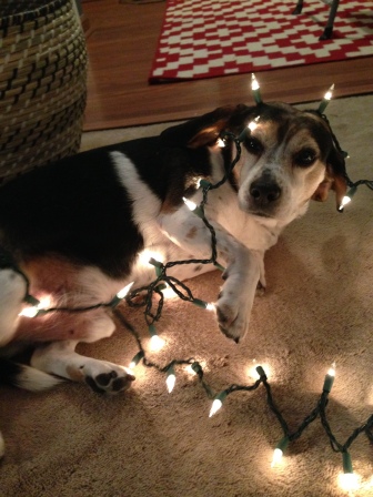 Jason the beagle all tangled up in Christmas lights on surroundedbypretty.com